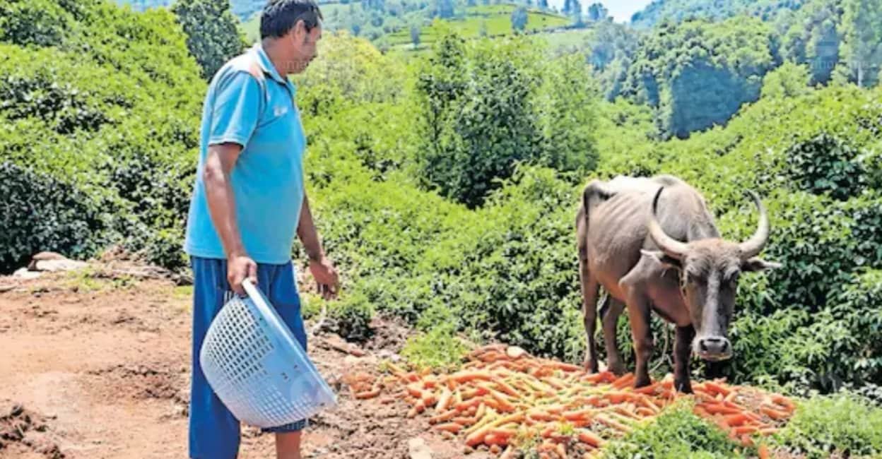 Nilgiris carrot farmers are facing severe losses as auction prices plunged from 80 to 12 per kilogram, forcing devastated producers to feed their